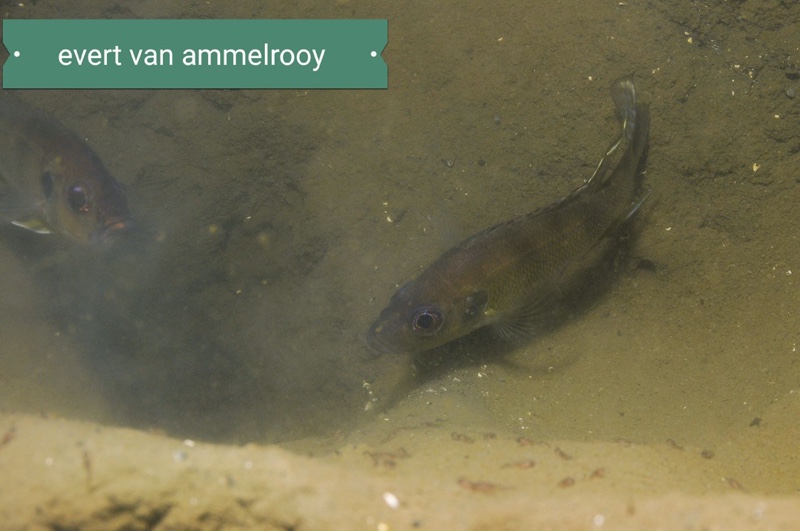 Greenwoodochromis bellcrossi 'Chituta Bay'